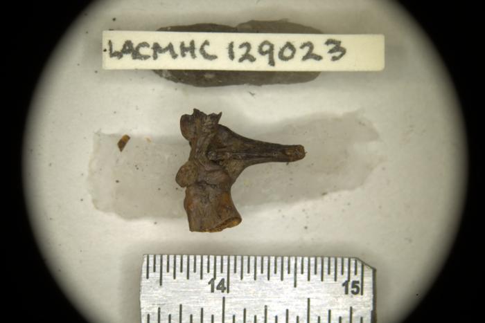 A microscope image looking at a very small toad bone. A microscope image looking at a very small toad bone.